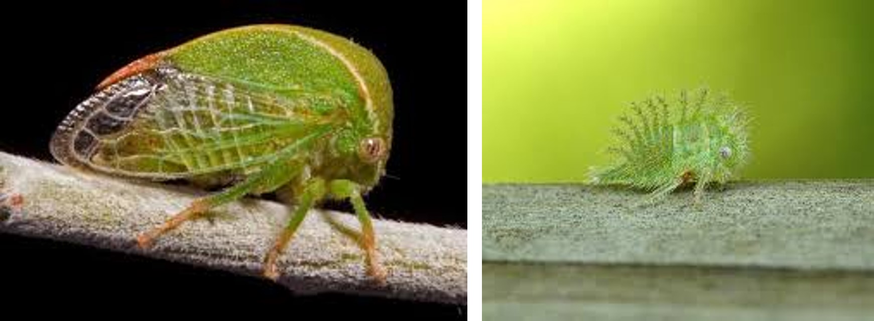 Figure 9 Treehopper insect (two images)•	Green treehopper insect resting on plant stem•	Spiny treehopper nymph on stem with small hair-like projections